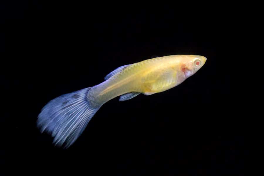 A yellow guppy fish with a long, blue-tinted tail swims against a solid black background, making it a striking choice for any freshwater aquarium.