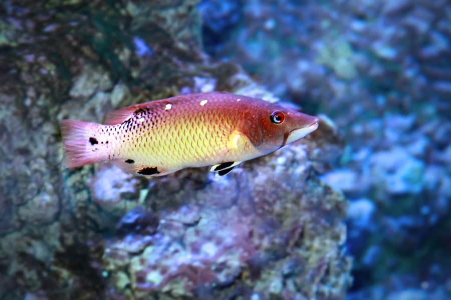 A colorful saltwater fish with red and yellow hues swims near a rocky underwater surface. The fish has a white belly, dark spots on its body, and a visible eye, with blue water and textured rocks in the background.