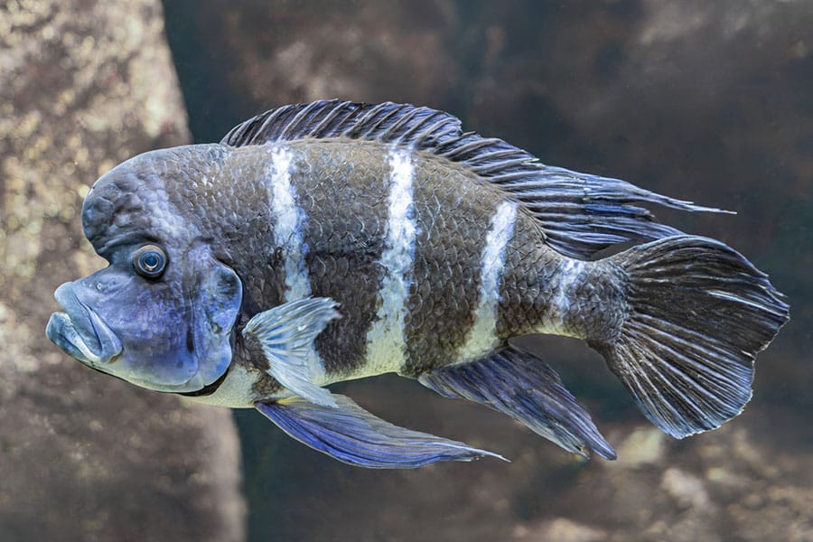 A close-up of a blue-black freshwater fish with vertical white stripes swimming underwater. The fish has large fins and lips, and the background is blurry, showing rocks and water.