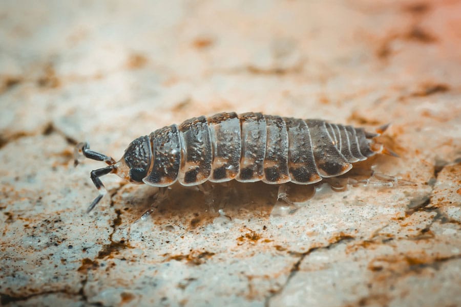 A close-up of a woodlouse with segmented, armor-like body and multiple legs crawling on a textured, light-colored surface highlights the fascinating adaptations animals develop to interact with their environment.