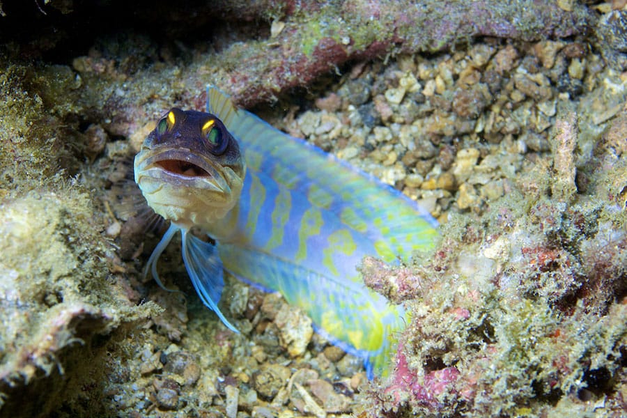 A jawfish with a colorful blue and yellow body and large mouth peeks out from a rocky, coral-covered underwater burrow—an eye-catching addition to any marine aquarium for saltwater fish enthusiasts.
