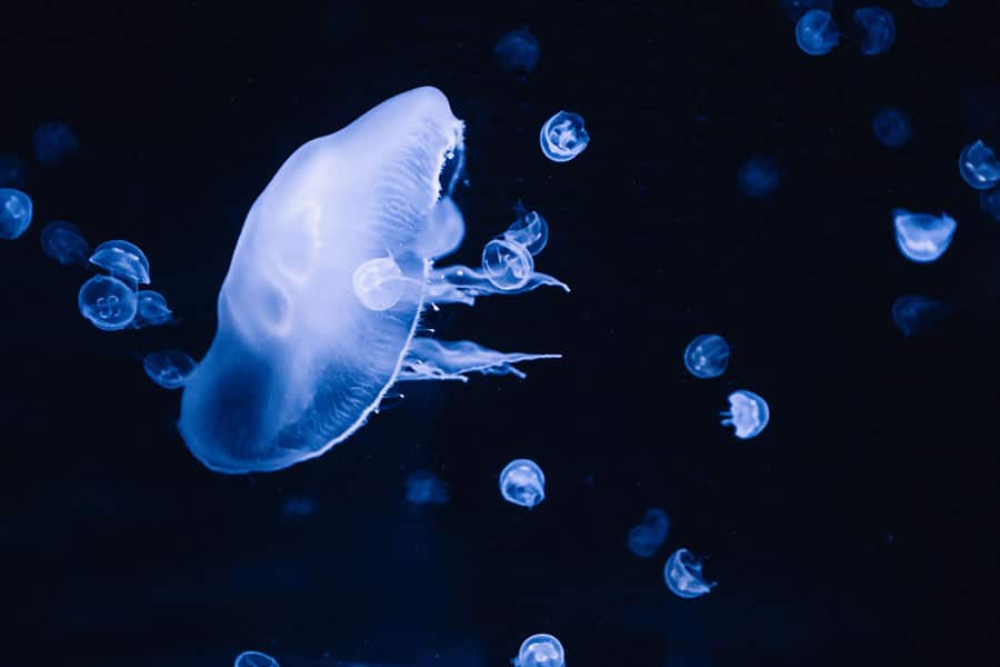 A glowing jellyfish floats in dark blue water, surrounded by several smaller jellyfish, creating a mesmerizing scene perfect for any pet saltwater fish aquarium.