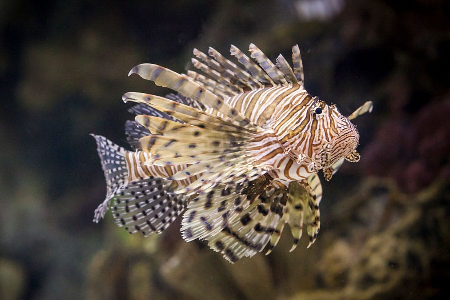 A striking Pet Saltwater Fish, the lionfish boasts striped brown and white patterns and long, spiny fins as it swims gracefully in clear water with a dark, blurred background.
