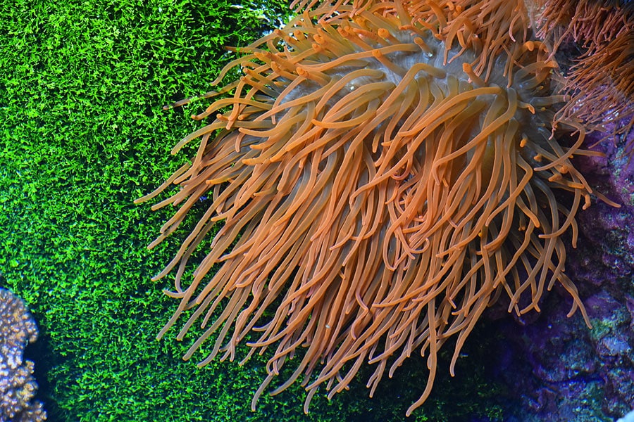 An orange sea anemone with long, flowing tentacles is attached to a rock, set against a vivid green and blue underwater background—creating an inviting scene for pet saltwater fish to explore and seek shelter.
