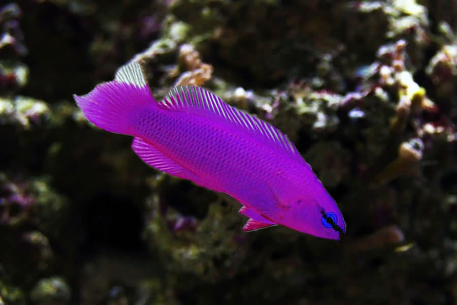 A vibrant purple Pet Saltwater Fish with blue markings near its eye swims near a coral reef background.