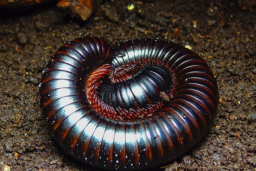 A shiny, black and brown millipede is curled into a tight spiral on dark, moist soilâan ideal scene for anyone interested in millipede care or seeking a practical millipede guide.