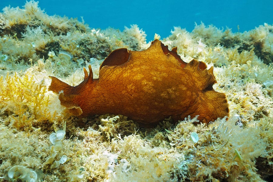A brown sea hare with a mottled shell-like back crawls on a rocky, algae-covered sea floor in clear blue water, sharing its habitat with vibrant pet saltwater fish.