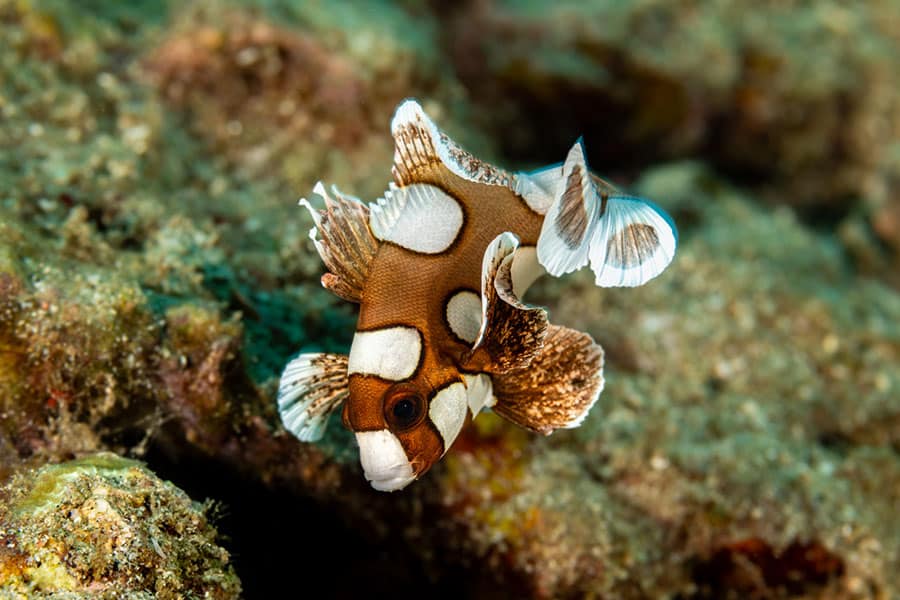 A brown-and-white spotted juvenile harlequin sweetlips, a striking saltwater fish, swims near a rocky coral reef underwater.