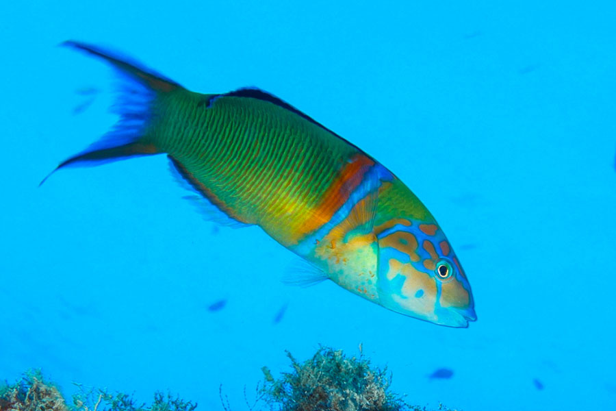 A brightly colored saltwater fish with green, blue, yellow, and orange markings swims in clear blue water, with some faint plants and small aquarium fish in the background.