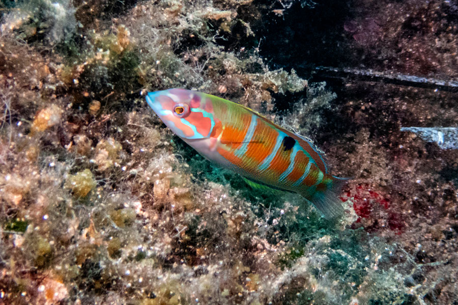 A colorful pet saltwater fish with orange, green, and blue stripes swims near rocks and algae underwater.
