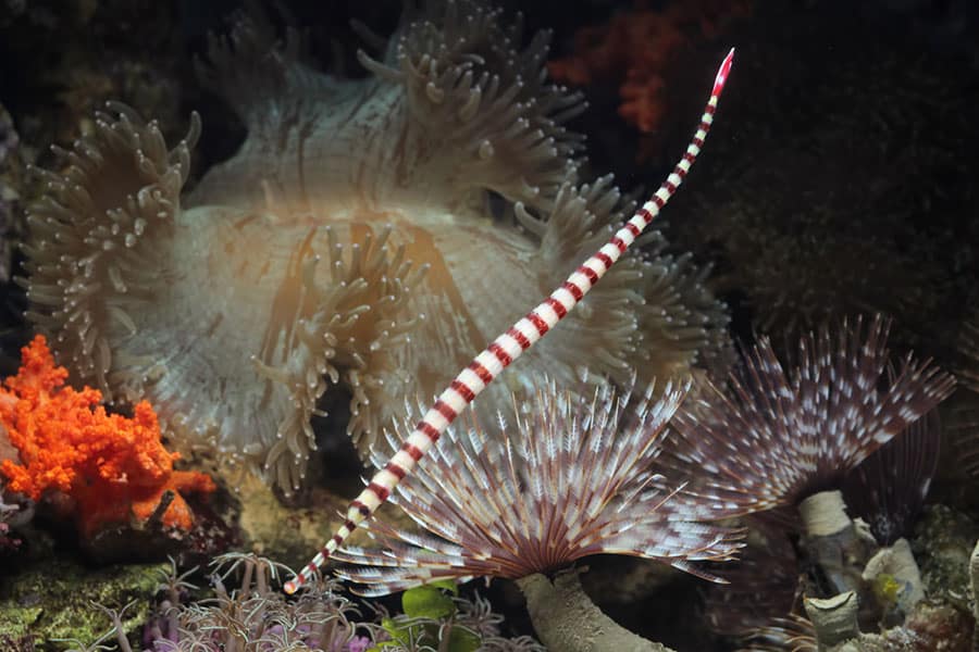 A long, thin, red-and-white banded pipefish—an intriguing pet saltwater fish—swims among colorful coral and feather duster worms in a vibrant underwater scene.