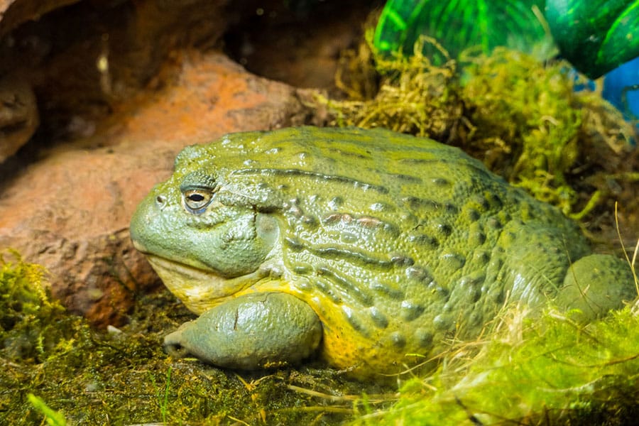 A large, greenish African bullfrogâcommonly known as a Pixie Frogârests on mossy ground with textured skin and a round body, surrounded by rocks and green foliage. Perfect for those interested in Pixie Frog care, this tranquil scene highlights the ideal environment described in any comprehensive care guide.