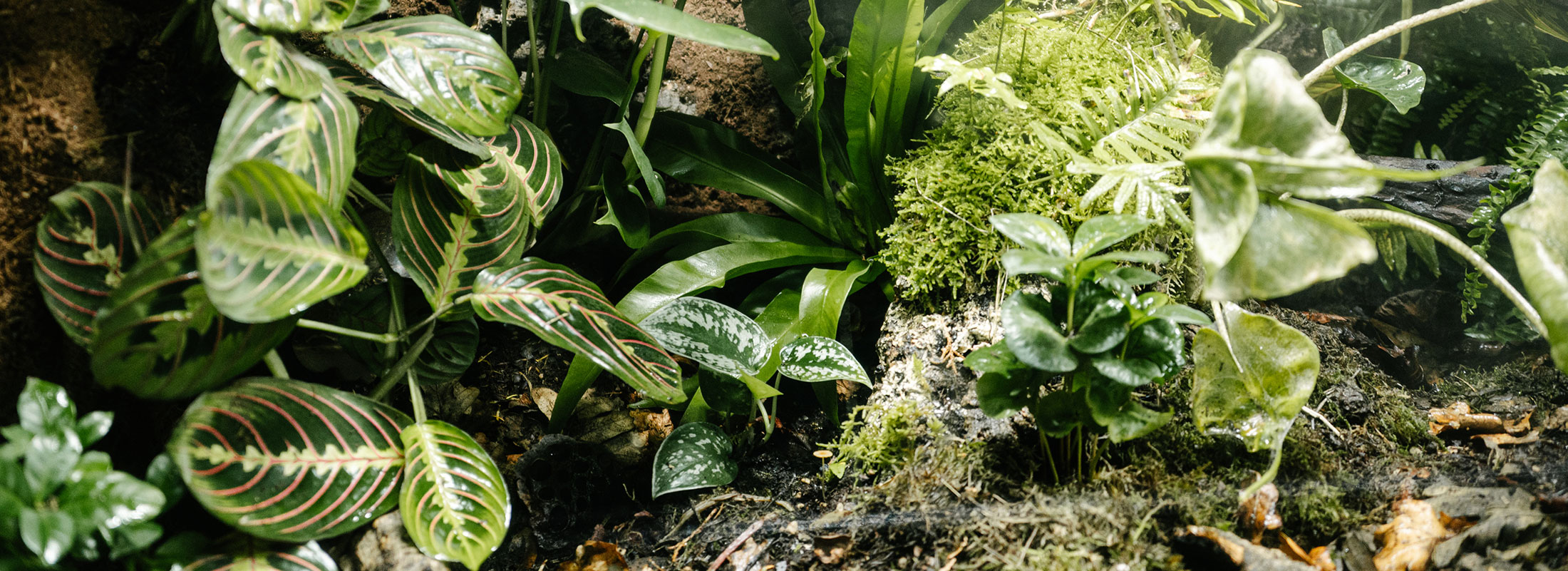 Various green bioactive plants with patterned leaves and moss grow closely together in a lush garden setting, with sunlight streaming through the foliage.