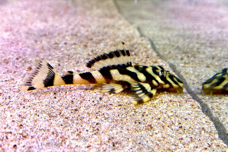 A small, striped freshwater fish with black and yellow bands rests on sandy aquarium gravel, its reflection visible on the glass beside it.