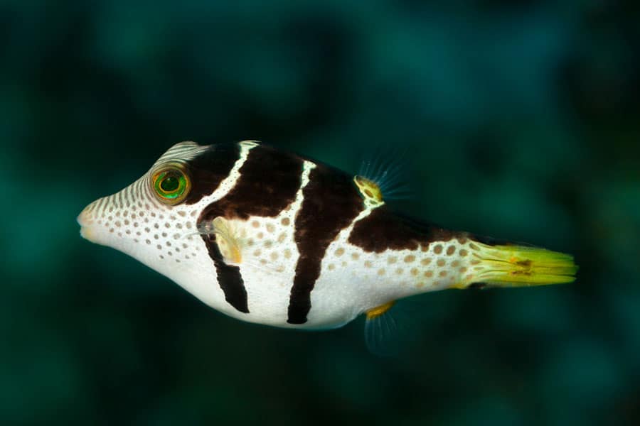 A close-up of a small saltwater fish with a pointed snout, distinct black and white striped pattern, green eye, and a yellow tail, swimming against a blurred blue-green background.