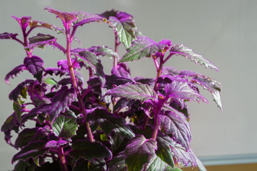 A close-up of a purple velvet plant with fuzzy, deep purple leaves and stems, highlighted by natural sunlight against a plain, light-colored background, showcases the fascinating textures found in plants. A close-up of a purple velvet plant with fuzzy, deep purple leaves and stems, highlighted by natural sunlight against a plain, light-colored background, showcases the fascinating textures found in plants.