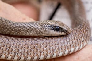 Close-up of a Red Beaked Snake wrapped around a person’s hand, showing detailed scales and a visible eye—perfect for illustrating proper Snake Care techniques.