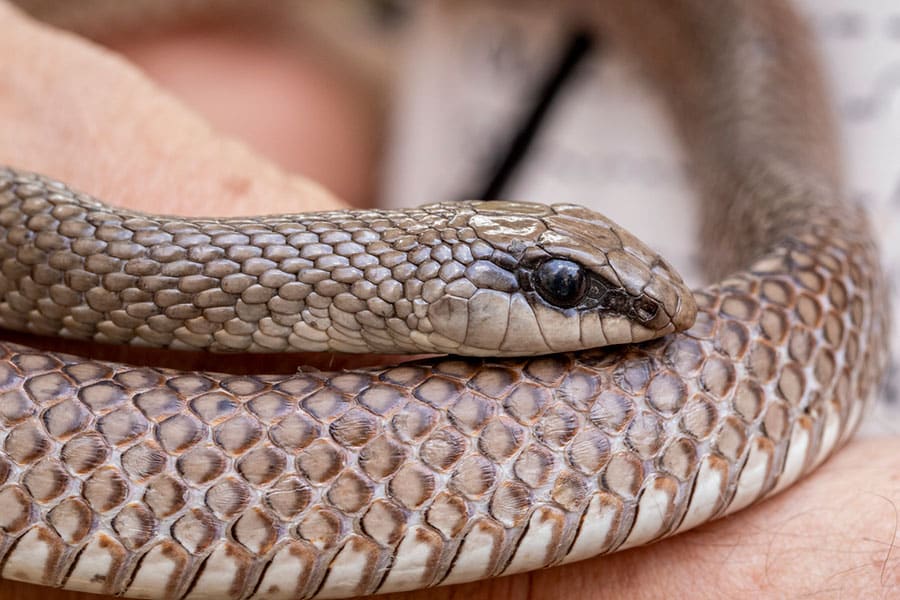 Close-up of a Red Beaked Snake wrapped around a personâs hand, showing detailed scales and a visible eyeâperfect for illustrating proper Snake Care techniques.