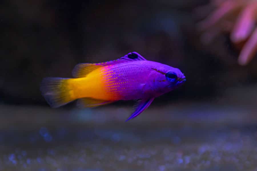 A vibrant royal gramma, a popular pet saltwater fish, swims in an aquarium, displaying bright purple on its front half and yellow on its back half, against a blurry, dark background.