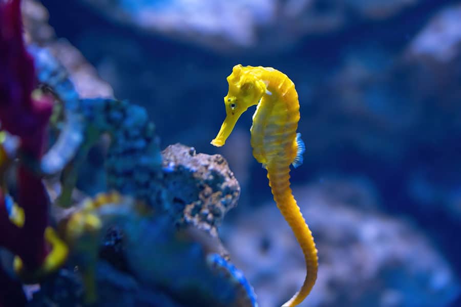 A bright yellow seahorse, a popular saltwater fish, swims near a rocky surface in a blue underwater environment, with blurred aquatic plants in the background.