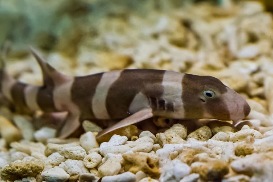 A close-up of a brown and tan banded shark, a popular pet saltwater fish, resting on a bed of light-colored coral fragments underwater.