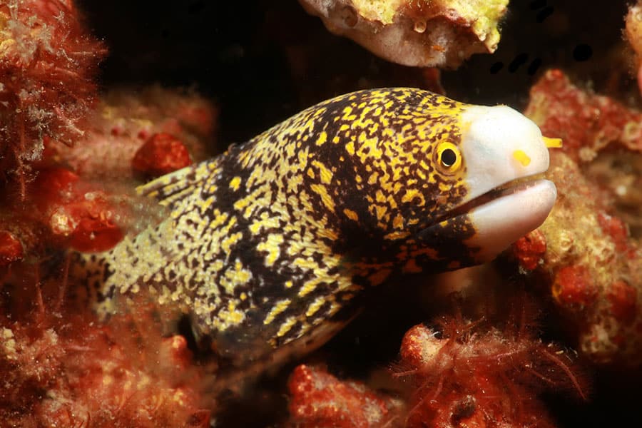 A close-up of a goldentail moray eel, a striking saltwater fish with yellow and brown mottled skin, peeking out from a coral reef surrounded by red and tan marine growth—an impressive addition to any marine aquarium.