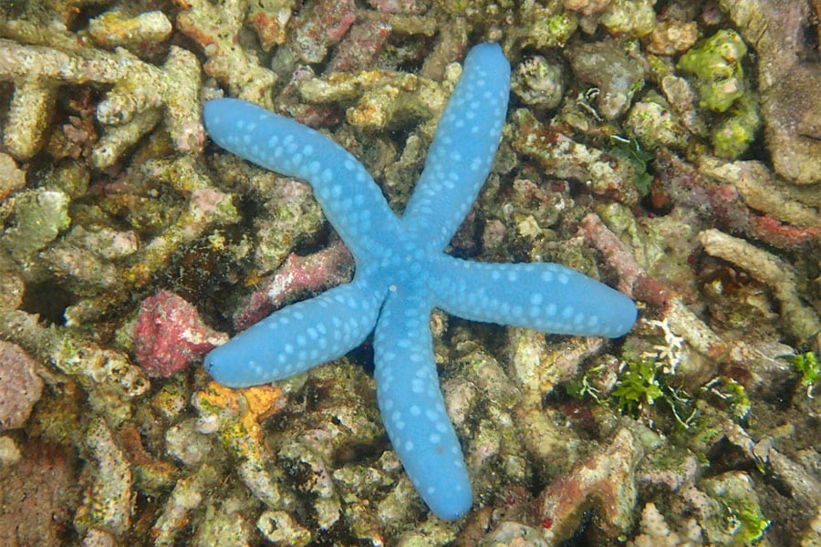 A bright blue starfish with five arms rests on a bed of colorful coral underwater, creating a stunning scene often admired by saltwater fish enthusiasts and aquarium lovers alike.