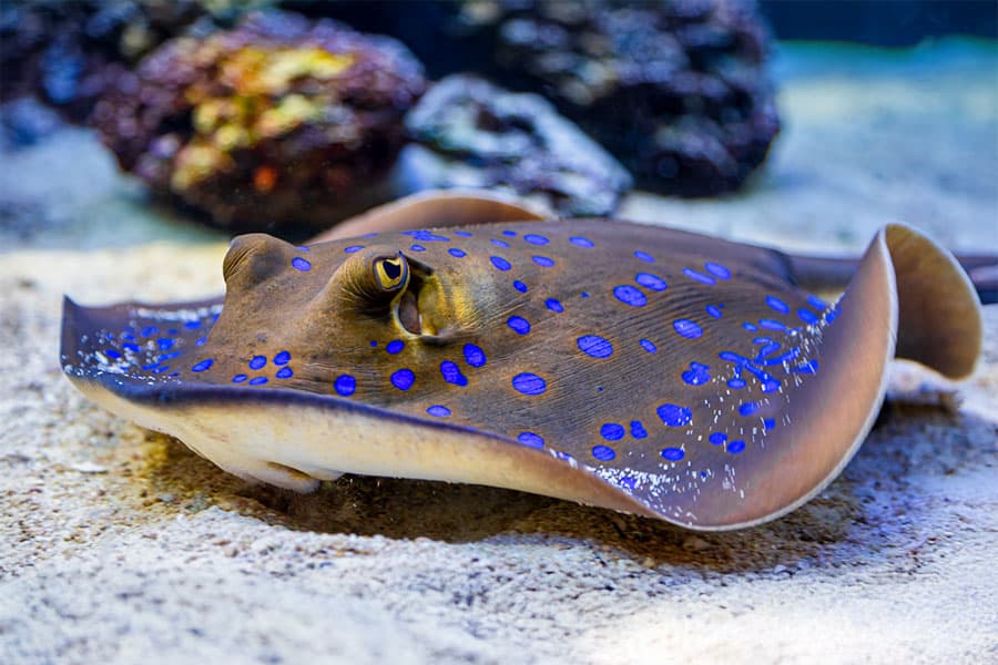 A blue-spotted stingray, a striking saltwater fish, rests on the sandy ocean floor, displaying vibrant blue spots on its brown, flat body, with rocks visible in the background.