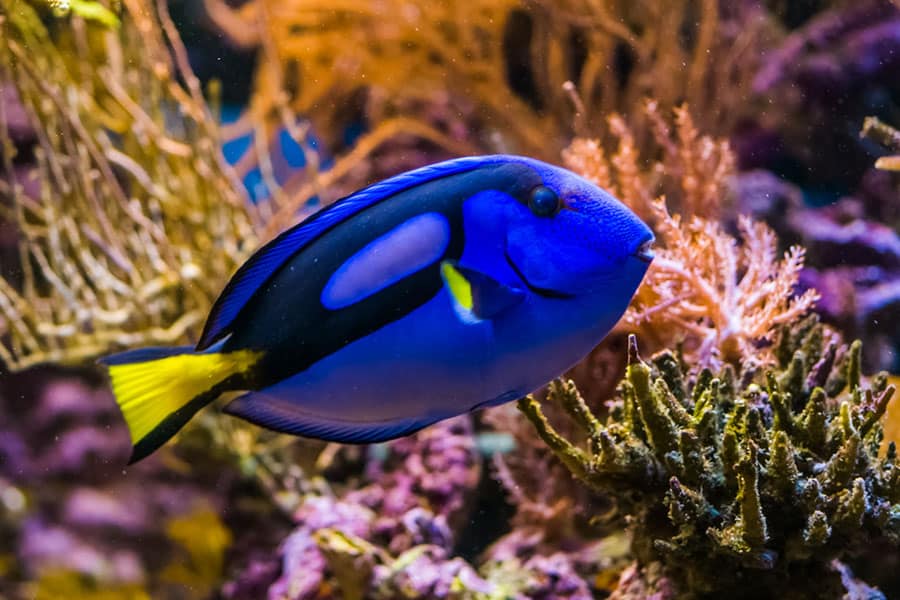 A vibrant blue tang, a popular pet saltwater fish, swims near coral reefs in a colorful underwater scene, surrounded by yellow and purple coral branches.