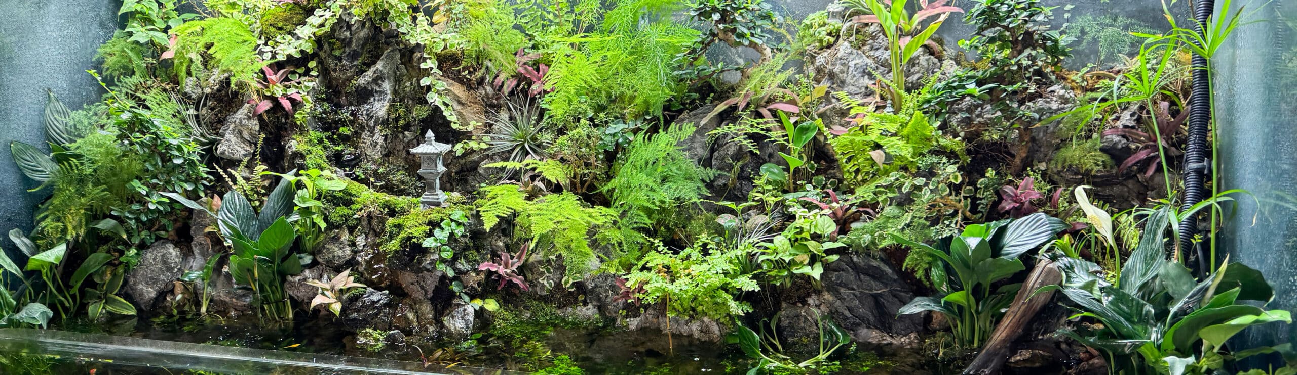 A lush, green terrarium with various plants, moss, rocks, and a small pond at the bottom. Designed as a bioactive enclosure, this serene scene is perfect for keeping Bioactive Animals or bioactive pets, while a miniature lantern placed among the greenery adds to its tranquil charm.