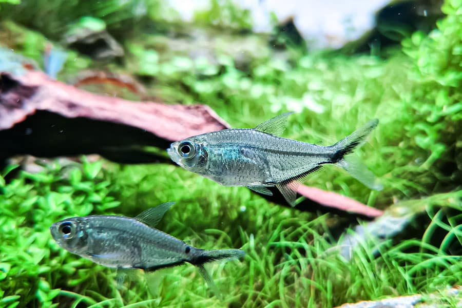 Two small silver freshwater fish swim among green aquatic plants and rocks in a brightly lit freshwater aquarium.