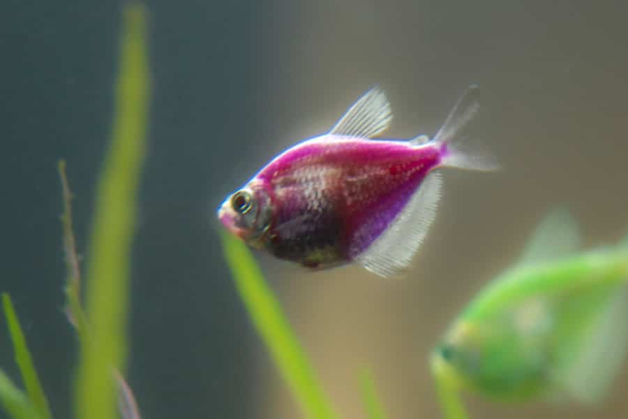 A small, bright purple freshwater fish with translucent fins swims near green aquatic plants in an aquarium, with a blurry background.