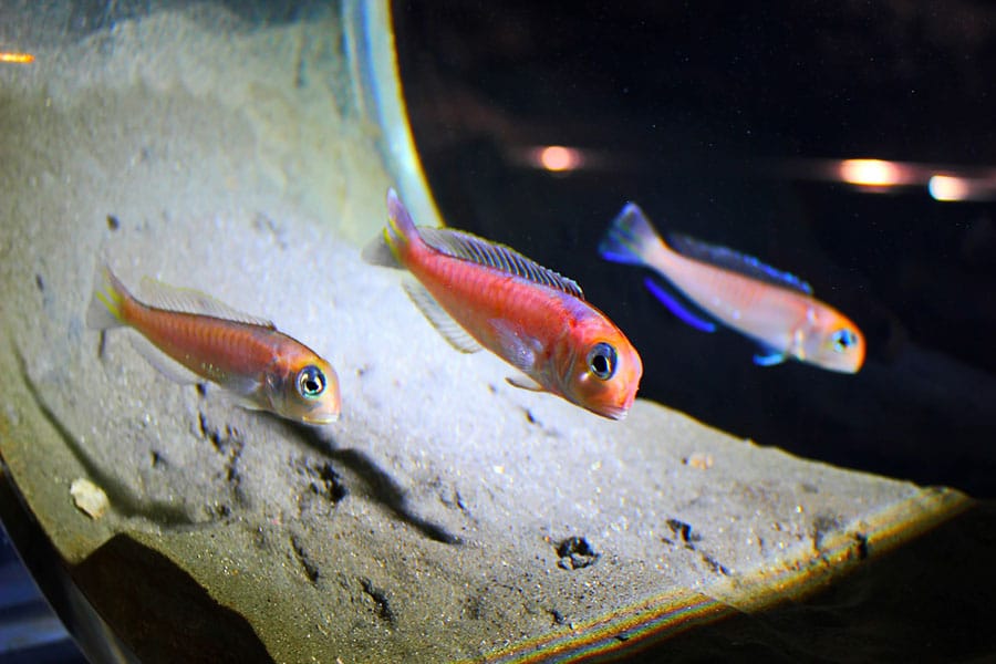 Three colorful saltwater fish swim near the sandy bottom of an aquarium, illuminated by bright light. The background is dark, highlighting the vibrant colors and details of the pet fish and aquarium environment.