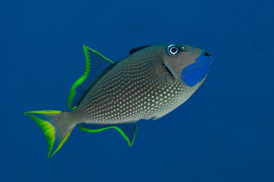 A Pet Saltwater Fish, this triggerfish showcases a gray body with white spots, bright blue markings on its face, and neon green edges on its fins as it swims gracefully in clear blue water.