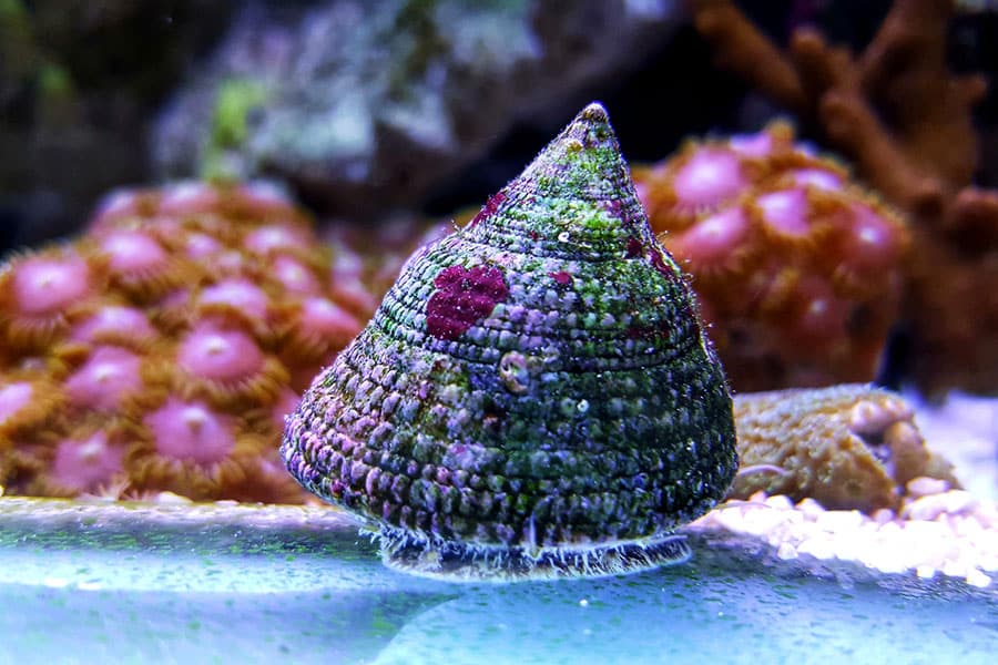 A close-up of a cone-shaped marine snail with a green and purple textured shell, sitting on the sandy bottom of an aquarium with colorful coral and saltwater fish in the background.