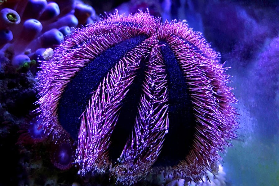 A close-up of a purple and black sea urchin underwater, with spiky, feathery spines, surrounded by soft coral and a blue background—an eye-catching addition often found in a thriving marine aquarium alongside vibrant saltwater fish.