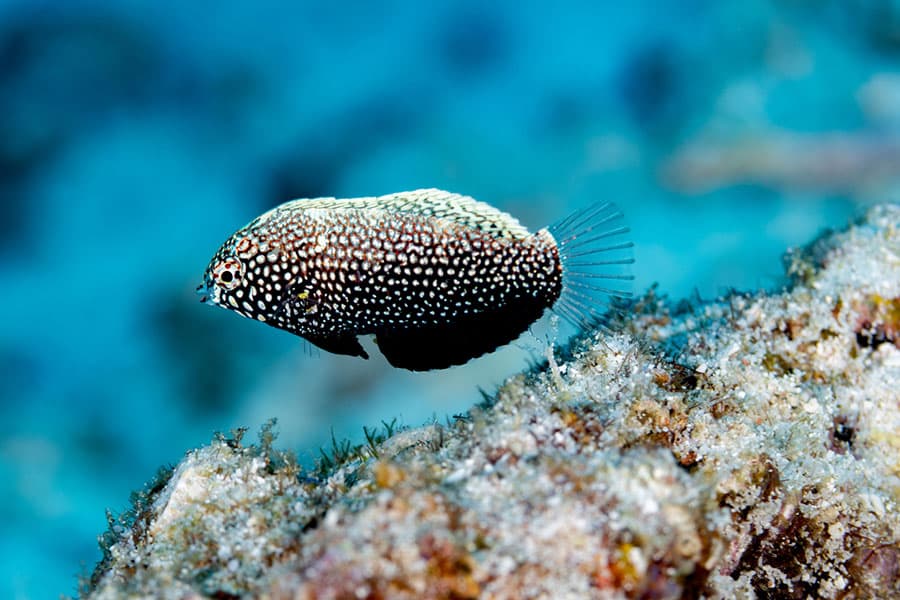 A black saltwater fish with white spots swims near a rocky, algae-covered surface in clear blue water, making it a striking addition to any marine aquarium.