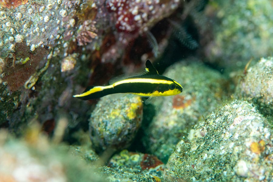 A small black and yellow striped pet saltwater fish swims near algae-covered rocks and coral underwater.