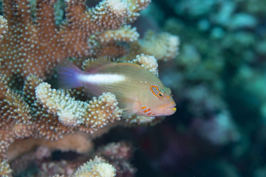 A small, colorful saltwater fish with orange markings rests among the branches of a coral reef in clear underwater surroundings, making it a vibrant addition to any saltwater aquarium.