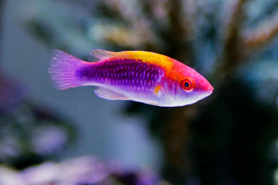 A small Pet Saltwater Fish with vibrant purple, red, orange, and white coloring swims in an aquarium with a blurred background of rocks and plants.