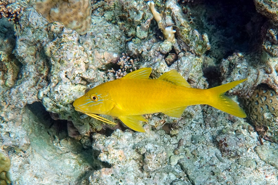 A bright yellow pet saltwater fish swims near a coral reef, blending with the surrounding rocks and corals underwater.