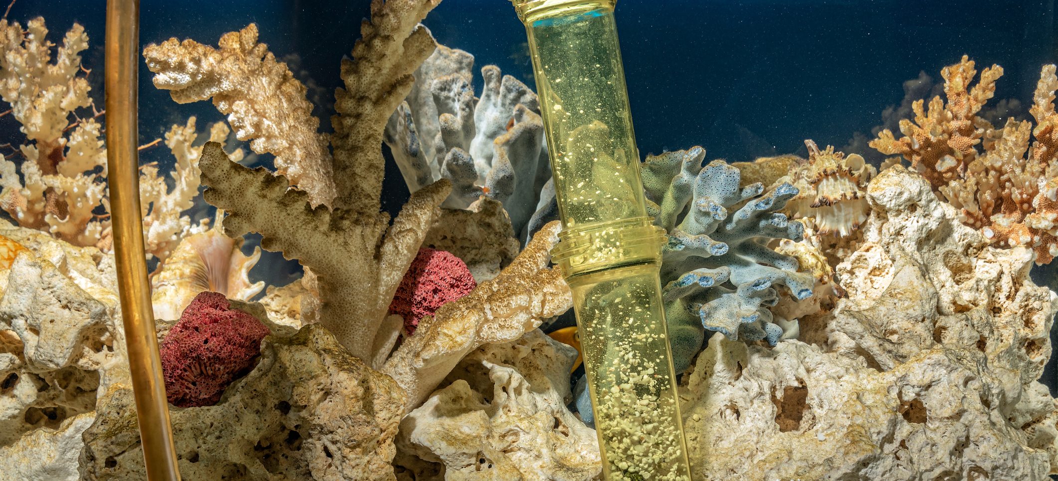 Gravel vacuum cleaning the sand bed of a reef aquarium