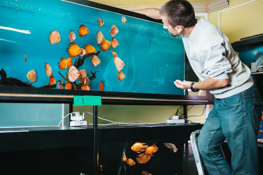 Aquarium technician working on a large freshwater fish tank