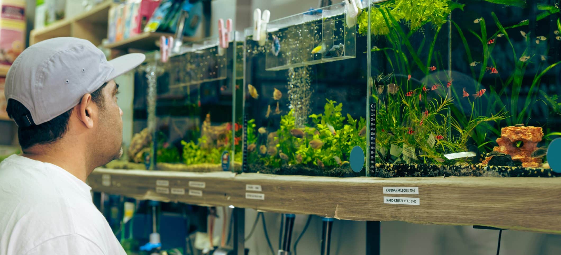 Customer browsing aquarium displays and supplies in a pet store