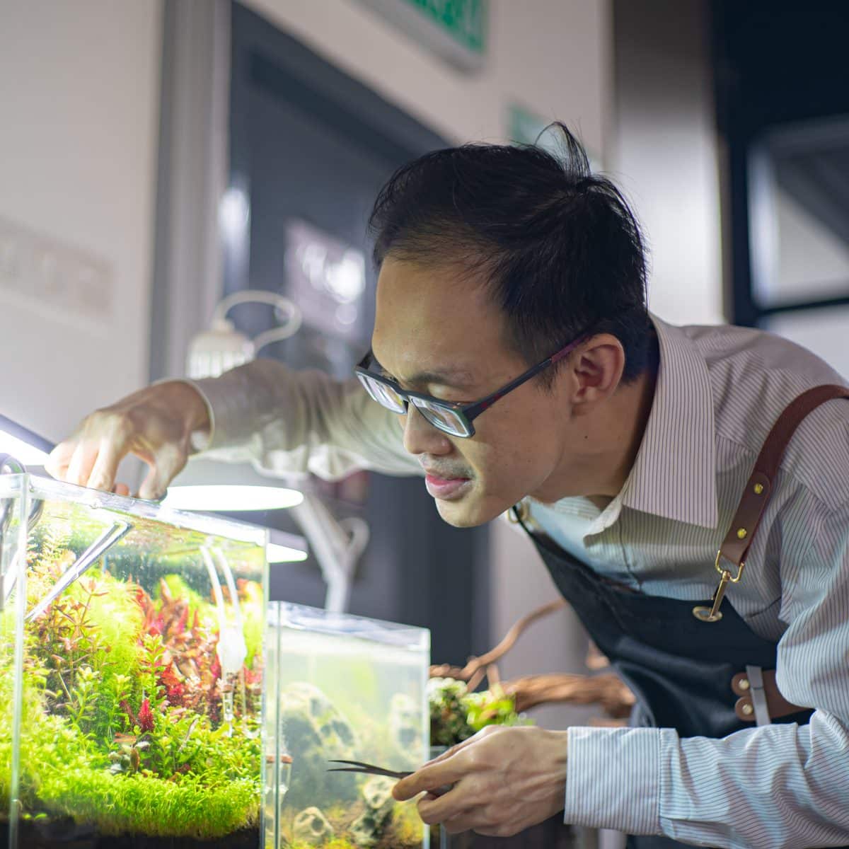 Aquarium specialist aquascaping a planted freshwater tank