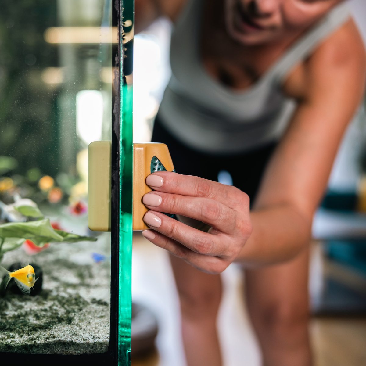 Cleaning algae from aquarium glass with a magnetic algae scraper
