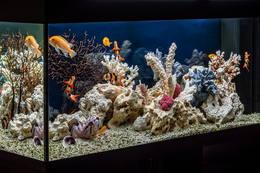 Custom saltwater aquarium with rockwork and tropical fish