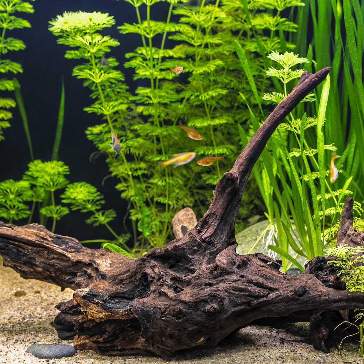 Freshwater aquarium with natural driftwood, live plants and substrate