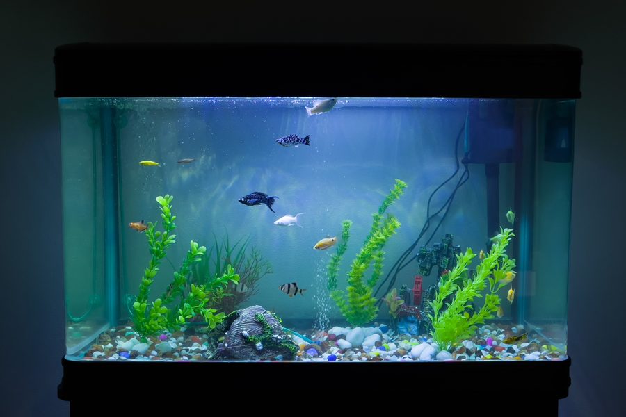 Home aquarium on a cabinet stand with filtration and lighting