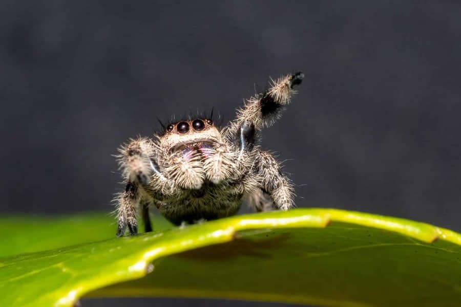 Jumping spider with large front eyes standing on a green leaf with one leg raised